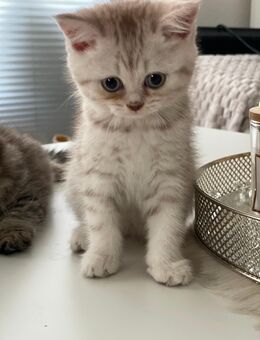 BKH Kitten suchen ein Liebevolles Zuhause – 3 Weibchen & 1 Kater 🐾 - Essen