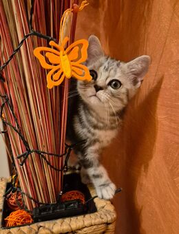 Britisch-Kurzhaar Babykatzen - Forchheim (Bayern)