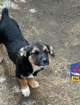 Kleines selbstbewusstes Hundekind - Gettorf