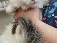 🆘🐱Winnie & Angela in Not🐱🆘 - Eislingen (Fils)