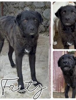 Körbchen für Fritz gesucht - Bissingen