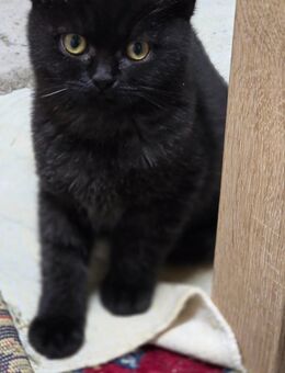 BKH-Kitten bald abzugeben - Düsseldorf