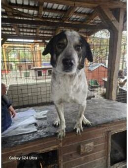 Milton - Pflegestelle oder Zuhause gesuc - Oberwies