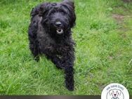 Chip 2303320: Junghund sucht ein Zuhause - Kirchzell