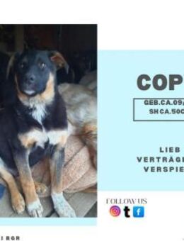 Copy der kleine Welpenjunge - Rambin