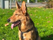 Schäferhund Cattledog Mix - Dortmund