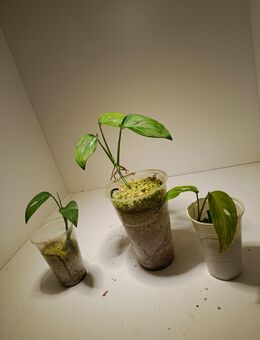 Monstera Obliqua Carribean - Rietberg Zentrum