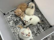Kittens zum Verkauf - Köln