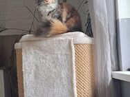 Poly maine coon und maine coon mix - Itzehoe