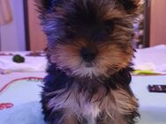 Yorkshire-Terrier Welpe - Hamburg