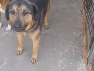 Fabio wartet im Tierheim - Köln