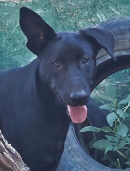 🌸Sanfte Rayne sucht Vertrauen🌸 - Eislingen (Fils)