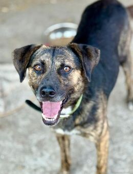 Vin Diesel sucht Menschen mit Plan - Bochum