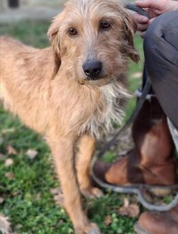 Beppina - neugierige Segugio-Hündin - Würzburg