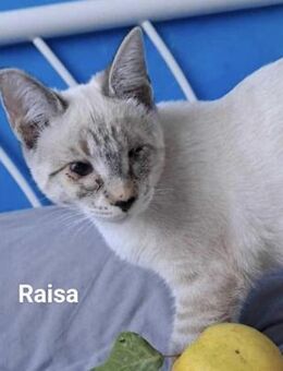 Raisa (verspiele Wohnungskatze) - Köln