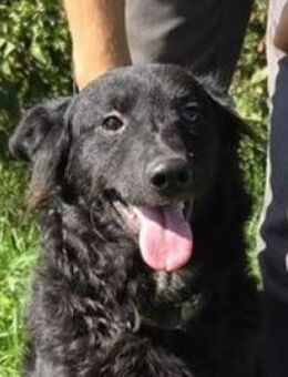 Hundeschatz ALMA - Gefrees