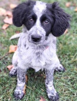 PIPER,hochintelligent,gelehrig,verspielt - Alfeld