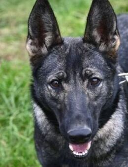 ZOYA, lieb nett verträglich - Gefrees