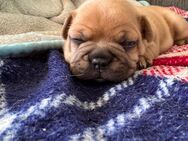Französische Bulldogge - Köln