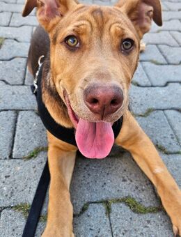 Hunde welpen - Kaufbeuren
