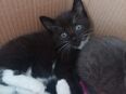 Kitten Mischling zu verkaufen in 53809