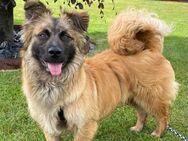 kleiner 8 Monate alter Floki sucht - Bochum