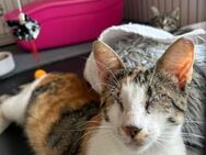 Josefine aus dem Tierschutz - Grevenbroich