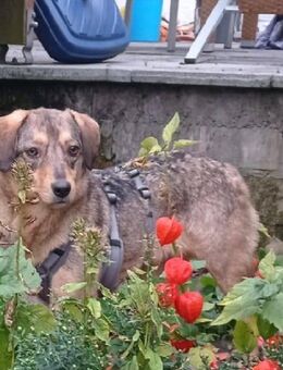 Pia, liebenswerte Hündin sucht ruhiges Zuhause - Rheda-Wiedenbrück