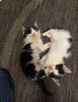 Maincoon mix kitten suchen liebe Familie - Beilrode