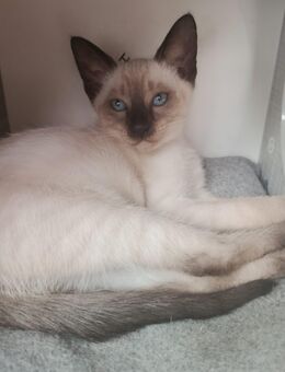 Siam kitten - Kronau