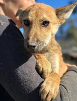 zarte SIGRI ~ ein goldener Schatz - Duisburg