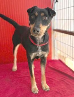 ❤️ lebenslustige MANKA ❤️ - Mamming