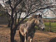 Bild hübsche Shire Horse Mix Wallach - Magdeburg