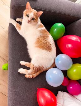 Lieber Kater sucht ein liebevolles Zuhause - Rellingen