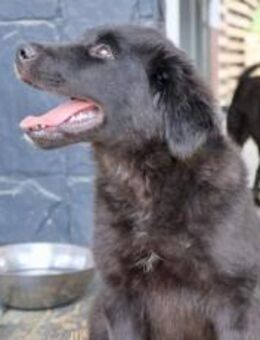 Schenkst du Karhu sein großes Glück? - München