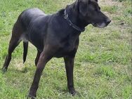 Dolly sucht eine liebe Familie - Nordwalde