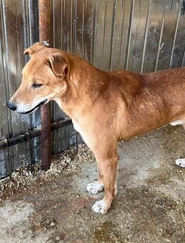 Alfi sucht seine Menschen - Schlitz