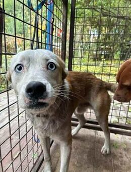 Princess wünscht sich ein Zuhause - Nordwalde