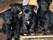 Zwei Schäferhundwelpen abzuz - Schkeuditz