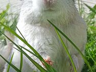 Chinchilla und Degus suchen neuen Wirkungskreis - Neustadt (Sachsen) Hohwald