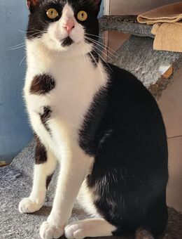 Junger, lebensfroher Kater Lenny - Karlsruhe