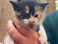 Kitten sucht -sofort- neues Zuhause - Stolzenau
