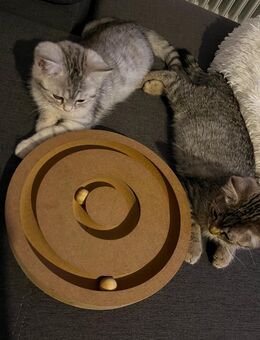 Zuckersüße Kitten - Lindenberg (Allgäu)
