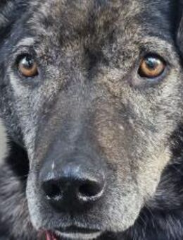 Schließt du Rocco in dein Herz? - München