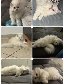 Kleiner British Langhaar Kater zuckersüß - Berlin