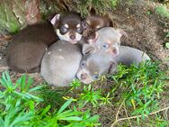 Chihuahua Welpen Rüden reinrassig Schoko und Lilac Tricolor suchen liebevolles Zuhause - Lanitz-Hassel-Tal