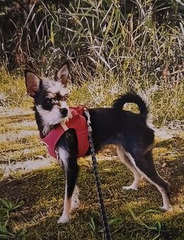 Zuhause gesucht - Wittichenau