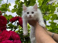 Meine Coon Kitten sucht ein liebevolles Zuhause!!!!! - Babenhausen (Hessen)