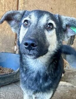 QUENYA ~ mit ihren tollen Öhrchen - Duisburg