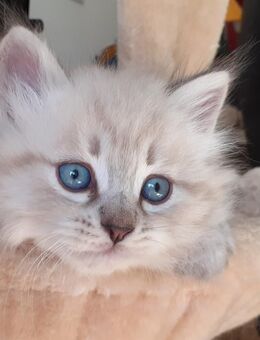 Neva Masquarade Sibirische Waldkatze Kitten Babys - Wiedergeltingen